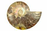 Cut & Polished Ammonite Fossil (Half) - Crystal Pockets #308095-1